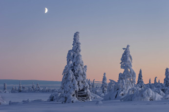 Картинка природа зима деревья снег швеция вестерботтен лапландия