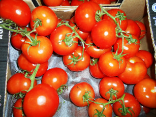 Картинка помидорки еда помидоры томаты