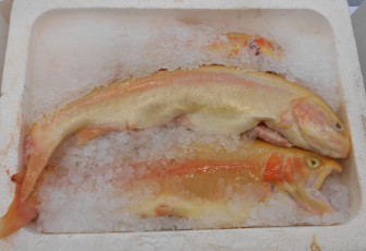 Картинка рыбка еда рыба +морепродукты +суши +роллы