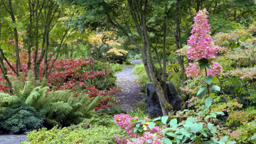 Картинка природа парк аллея цветы папоротник