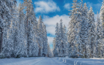 Картинка природа зима лес деревья пейзаж дорога