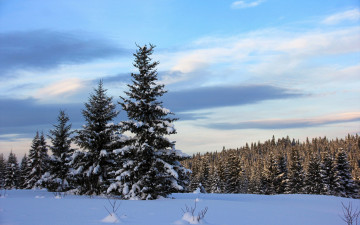 Картинка природа зима пушистые ели покрыты белым снегом в зимнем лесу
