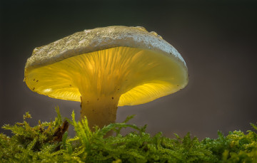 Картинка природа грибы макро свет гриб
