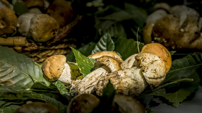 Обои картинки фото еда, грибы,  грибные блюда, фон, природа