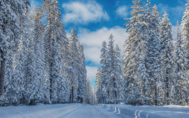 Обои картинки фото природа, зима, лес, деревья, пейзаж, дорога