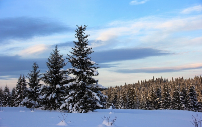 Обои картинки фото природа, зима, пушистые, ели, покрыты, белым, снегом, в, зимнем, лесу