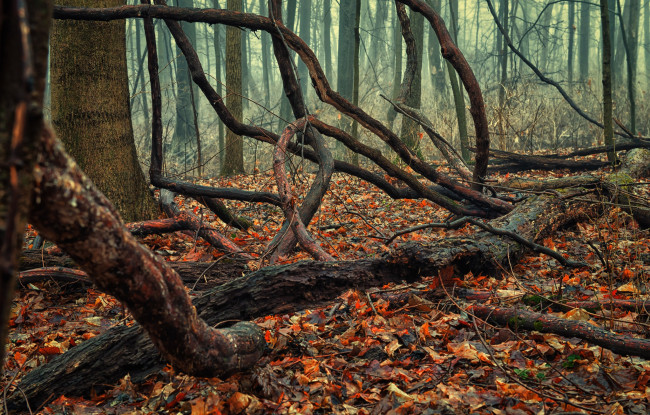 Обои картинки фото природа, лес, осень, листва, коряги