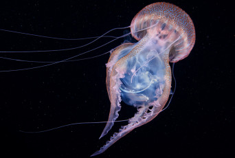 Картинка животные медузы медуза подводный мир организм море океан вода гидроидные сцифоидные
