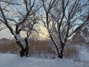 обоя природа, деревья, зима, снег