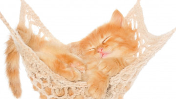 Картинка животные коты котенок рыжий гамак