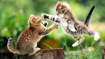 Картинка животные коты котята игра прыжок пень