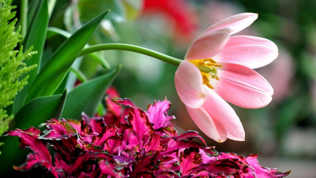 Обои картинки фото цветы, тюльпаны, тюльпан, розовый, листья