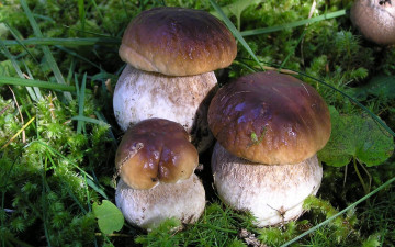 Картинка природа грибы