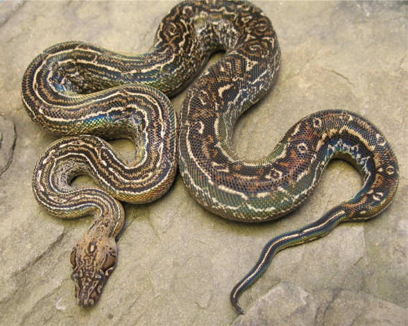 Обои картинки фото животные, змеи, питоны, кобры