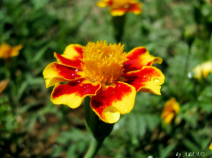 Картинка цветы бархатцы