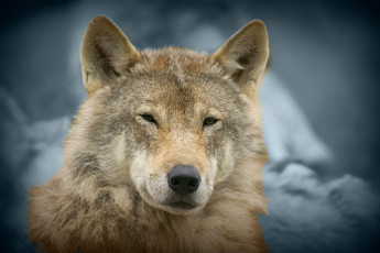 Картинка животные волки хищник прищур
