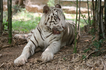 Картинка животные тигры тигр белый