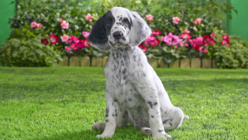 Картинка животные собаки трава собака щенок английский сеттер