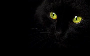 Картинка животные коты чёрный кошка кот глаза
