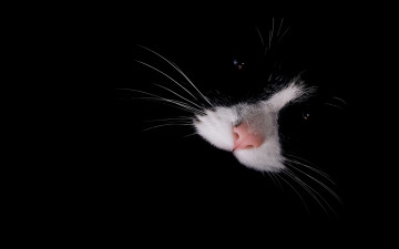 Картинка животные коты кот кошка нос чернота
