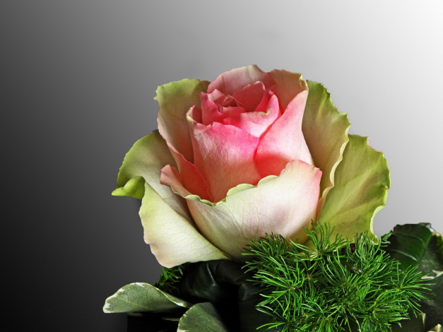 Обои картинки фото цветы, розы, бело-розовая