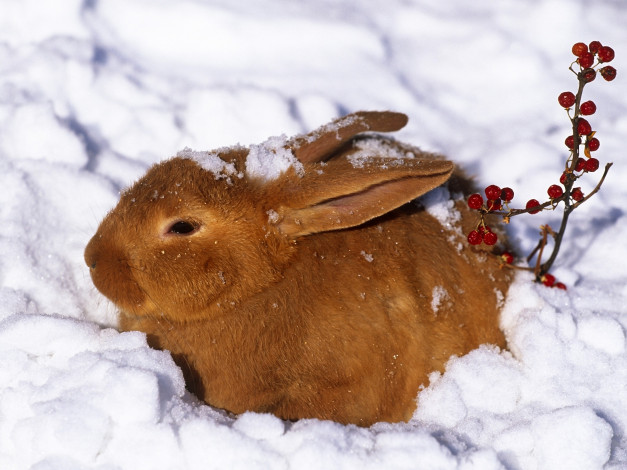 Обои картинки фото животные, кролики, зайцы, заяц, кролик, снег