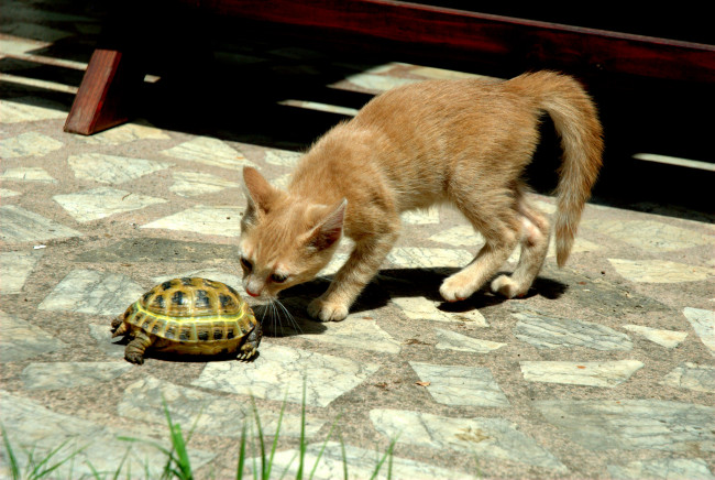 Обои картинки фото животные, разные, вместе, кот, кошка, котёнок, черепаха