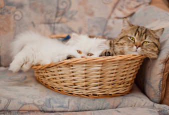 Картинка животные коты корзина перс котёнок