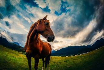 Картинка животные лошади облака горы луг природа