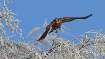 Картинка животные птицы хищники ветки зима снег дерево kestrel пустельга семейство соколиных полет