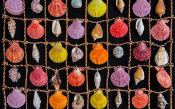 Картинка разное ракушки кораллы декоративные spa камни морские цветные клетки веревка