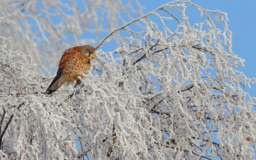 Картинка животные птицы хищники kestrel пустельга семейство соколиных дерево зима оперение снег