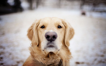 Картинка животные собаки собака друг зима