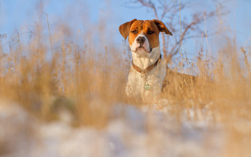 Картинка животные собаки собака взгляд зима