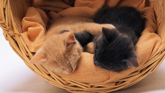 Обои картинки фото животные, коты, котята, спящие, корзина