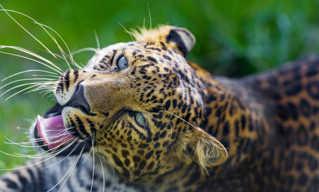 Обои картинки фото животные, леопарды, усы, пасть, морда