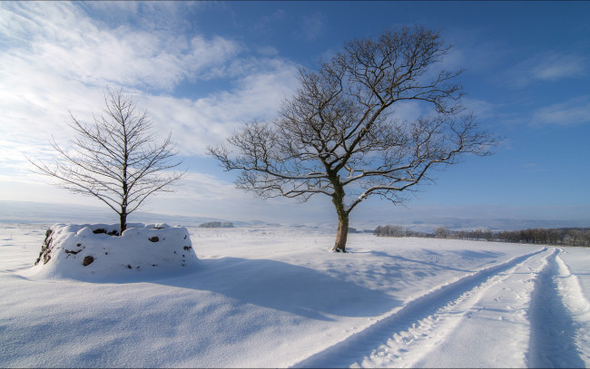 Обои картинки фото природа, зима, поле, деревья