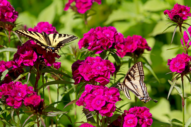 Обои картинки фото животные, бабочки, гвоздики, цветы