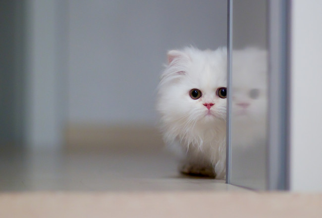 Обои картинки фото животные, коты, белый, котёнок, перс