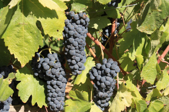 Картинка природа Ягоды +виноград виноград синий листья грозди зелень