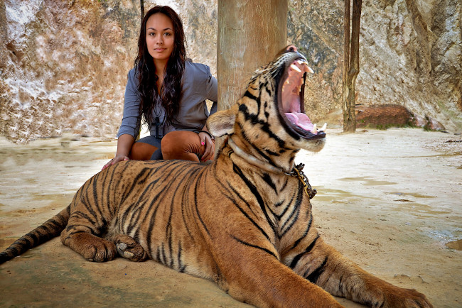 Обои картинки фото девушки, -unsort , азиатки, пасть, тигр