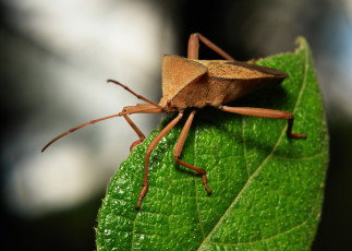 Картинка животные насекомые itchydogimages макро клоп лист жук