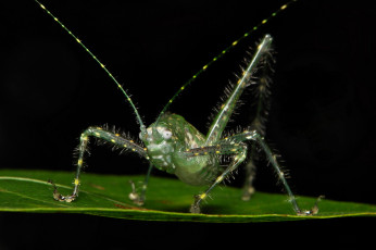 Картинка животные кузнечики +саранча itchydogimages макро насекомое лист кузнечик