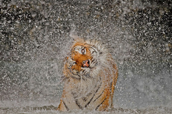 Картинка животные тигры тигр глаз брызги вода мокрый