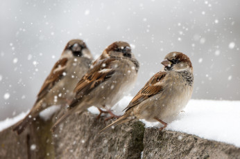 Картинка животные воробьи зима снег птицы