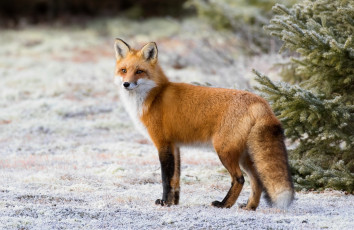 Картинка животные лисы лис снег рыжая лисица мех красавица хвост
