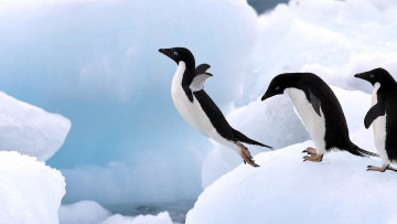 обоя животные, пингвины, снег, прыжок, лед, адели