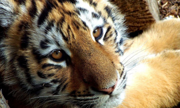 Картинка животные тигры взгляд тигренок лапа