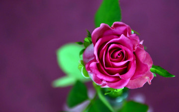 Картинка цветы розы листья розовая роза ракурс