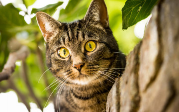 Картинка животные коты взгляд глазища мордочка кошка кот